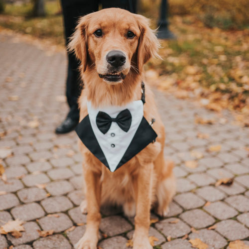 Best (Wedding) Dog: Gibson the Golden Retriever | Toronto, ON