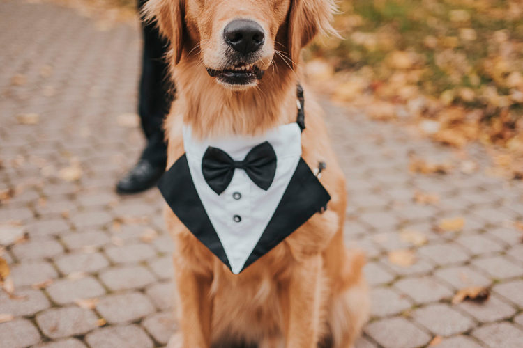 Golden Retriever wearing tux bandana | ©Focus Photography, Toronto, ON