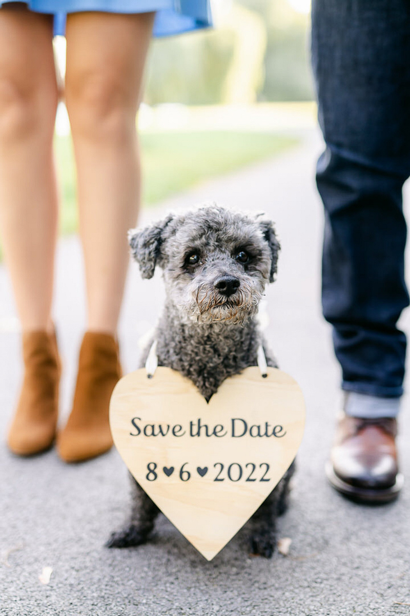 cute gray dog with Save the Date wooden heart ©LaFountain Photography
