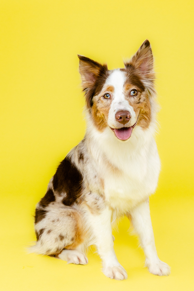 cheerful studio pet portraits, Aussie | dog on yellow background Birmingham studio dog photography | ©The Beloved Pup Photo Studio 