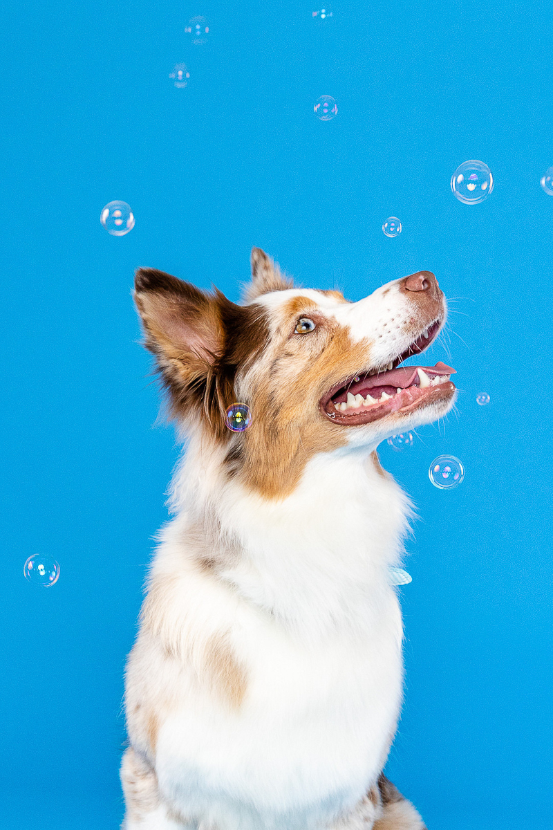 Aussie and bubbles, studio dog photography, blue background | ©BelovedPupPhotoStudio