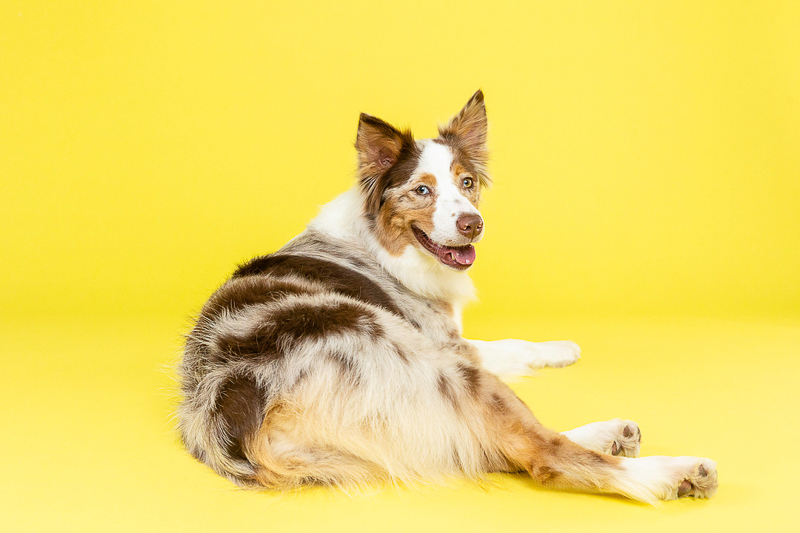 dog on yellow background Birmingham studio dog photography | ©The Beloved Pup Photo Studio 