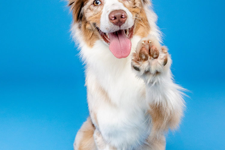 studio dog portraits, Red merle Aussie waving ©The Beloved Pup Photo Studio