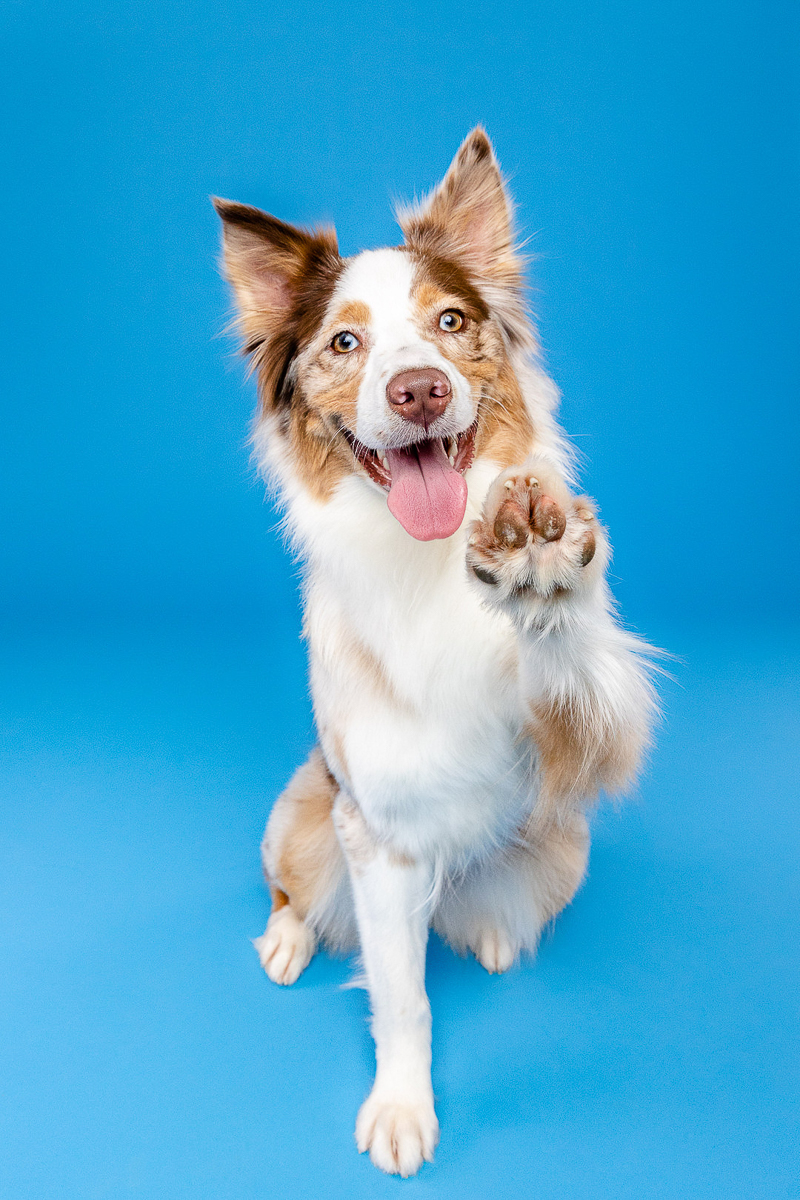 studio dog portraits, Red merle Aussie waving ©The Beloved Pup Photo Studio, Birmingham, AL