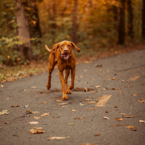 Fall Dog-friendly Engagement with a Vizsla