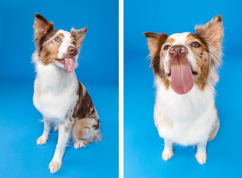 ©The Beloved Pup Photo Studio - Red Merle Aussie, Birmingham Studio Dog Portraits