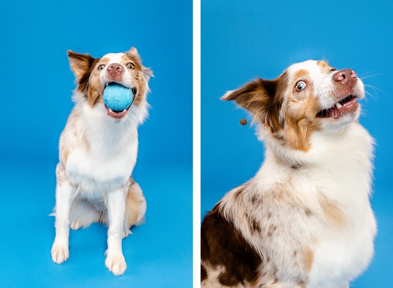 funny studio dog portraits, blue background ©The Beloved Pup Photo Studio