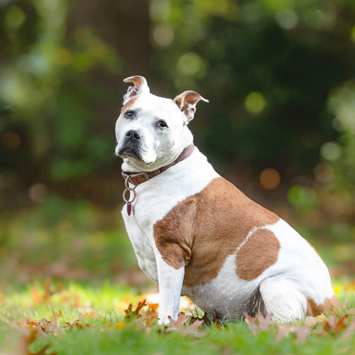 lovely brown and white dog, ©Emerald Moon Photography, Boston & Worcester Dog Photographer