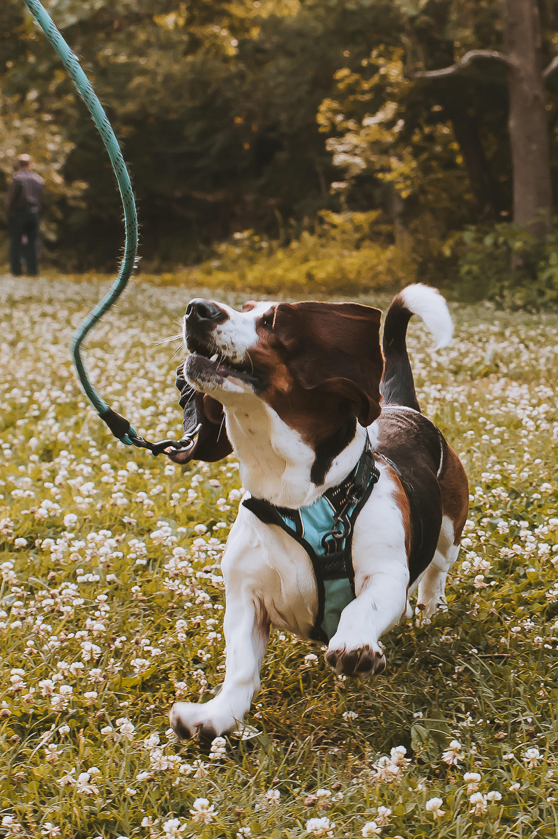 Basset Hound running, dog-friendly engagement photos ©Green Apple Photography