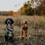 Fun Dog-friendly Fall Engagement | Sterling, NY