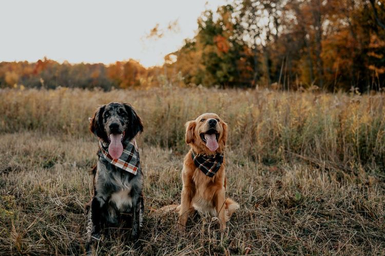 dogs wearing bandanas, dogs sitting in a field