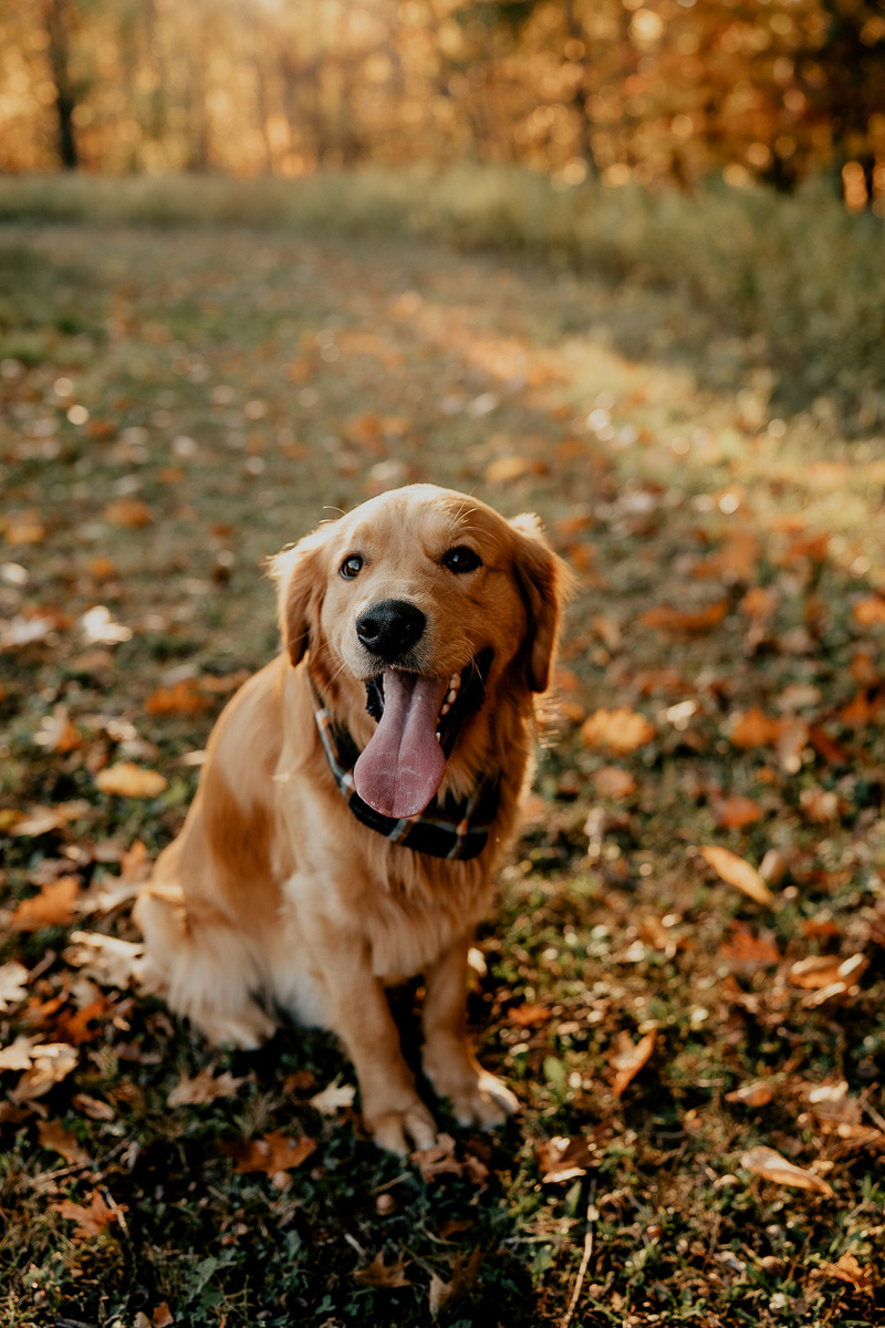 Golden Retriever sitting on fall leaves | ©Mindy Hulett Photography, Sterling, NY dog portraits