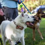 5 Pawtastic Ways to Include Dogs In Weddings