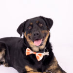 Dog-friendly Family Portraits | Sumter, SC