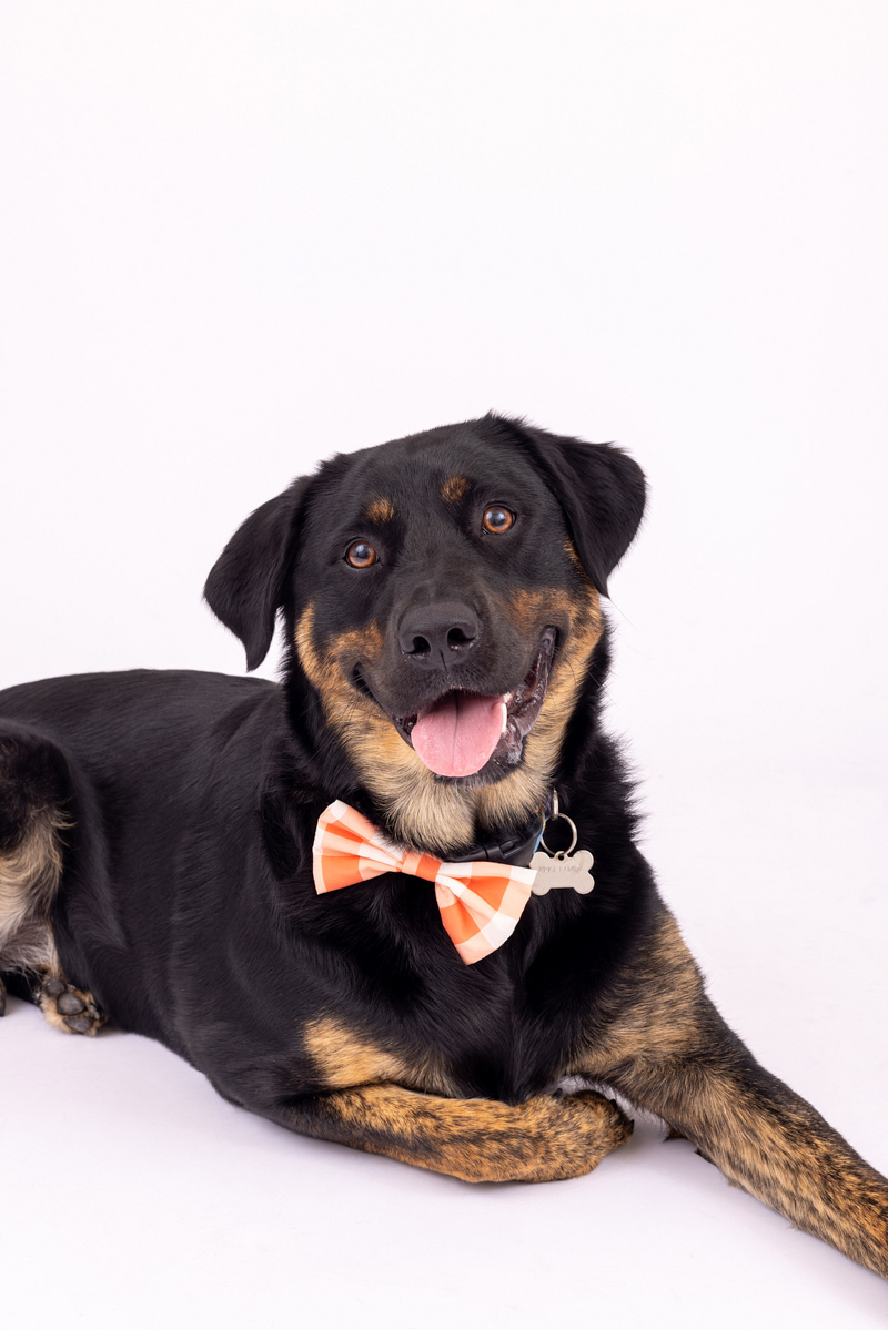 happy Lab mix, (Aussidor) wearing bow tie, studio pet photography | © Mia Lee Photography | Voted Sumter, SC Best Photographer 2022