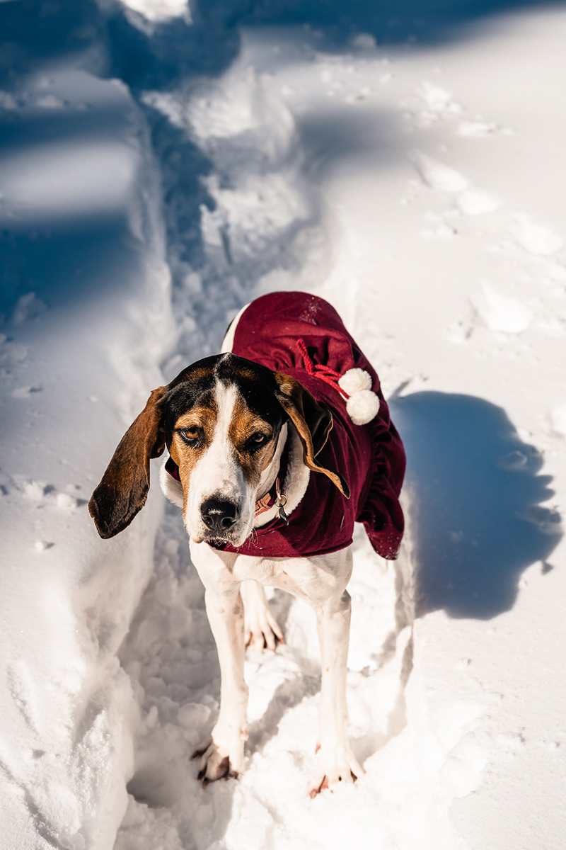 Walker Coonhound standing in the snow and wearing maroon coat, dog-friendly wedding ideas ©The Outlovers | Adventure Elopement Photographers, 