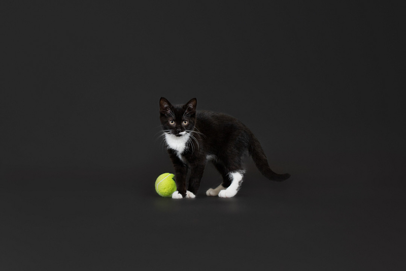 black and white kitten on black background with tennis ball, studio pet photography | ©Emerald Moon Photography