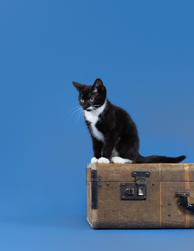 cute kitten sitting on vintage suitcase, studio cat portrait ideas | ©Emerald Moon Photography