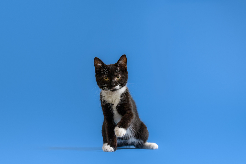 black and white kitten on blue background, studio pet photography | ©Emerald Moon Photography