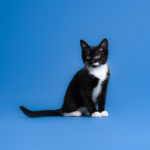 Caturday:  Studio Kitten Photography Session