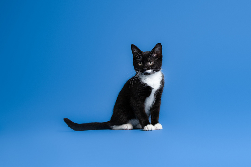 black and white kitten on blue background, studio pet photography | ©Emerald Moon Photography