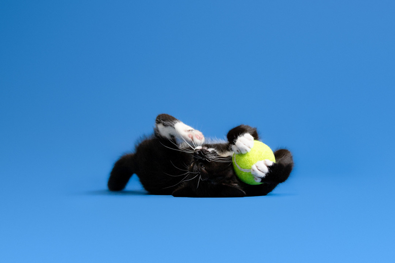 kitten playing with tennis ball blue background, studio pet photography | ©Emerald Moon Photography