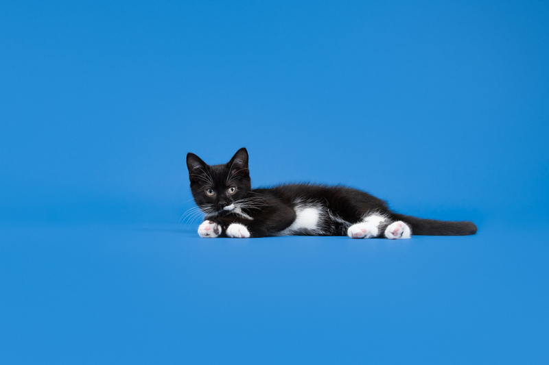 black and white kitten on blue background | studio pet portraits | ©Emerald Moon Photography