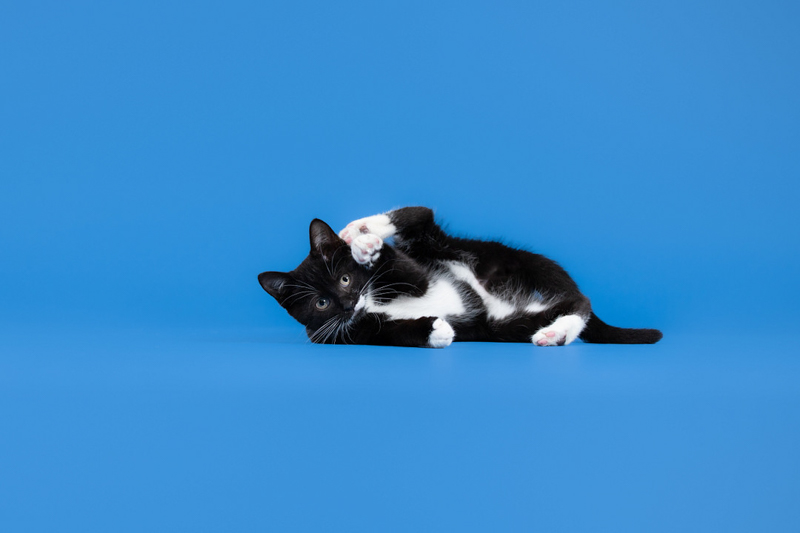 black and white kitten on blue background, kitten laying on their side| studio pet portraits | ©Emerald Moon Photography