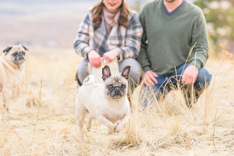 Pug running during engagement session, ©Savvy Leigh Photography