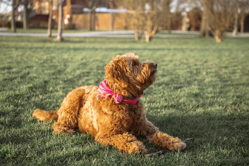 Goldendoodle in the park | Mei Lin Barral Photography