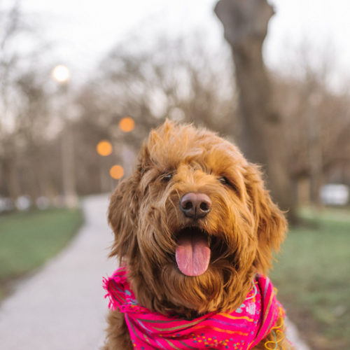 Goldendoodle wearing pink bandana, Portage Park, ©Mei Lin Barral Photography