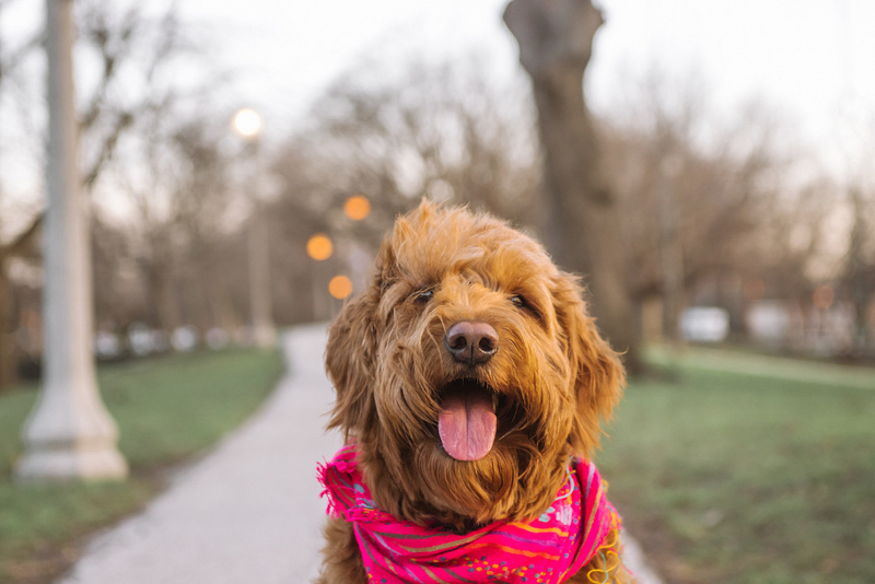 Goldendoodle wearing pink bandana, Portage Park, ©Mei Lin Barral Photography